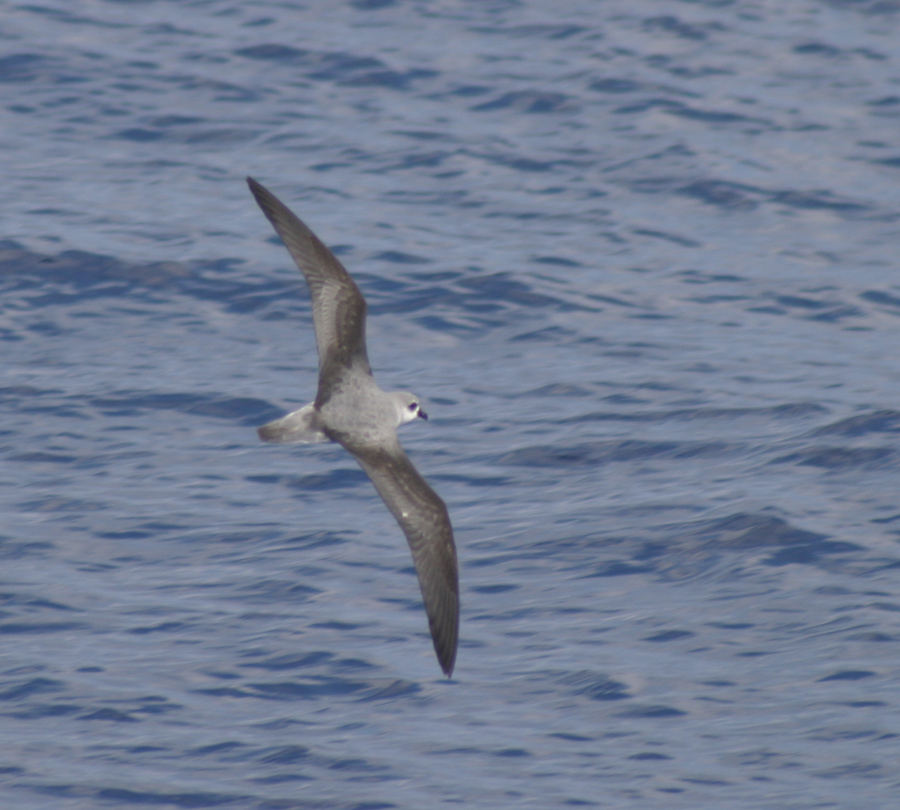 Black winged petrel Alchetron, The Free Social Encyclopedia